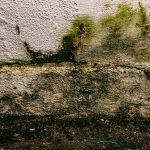 Why Richmond Decks Develop Mold, Mildew, and Green Algae