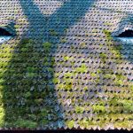 Why Richmond Homes Develop Green Algae and Mildew on Siding