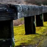 Why Richmond Walkways Develop Green Algae, Mold, and Mildew